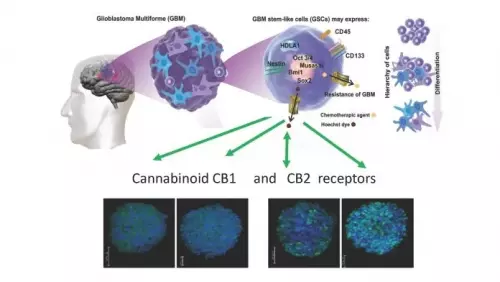 Cannabinoid Research, Expert Editorial, Oncology