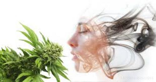 How Cannabis and Humans Evolved Together by Janet Burns, video by R.J.Melamede