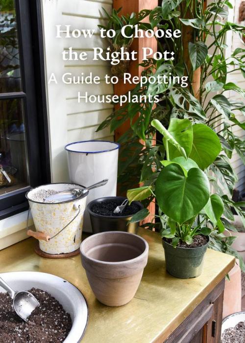 How to choose the right type of pot for your house plants