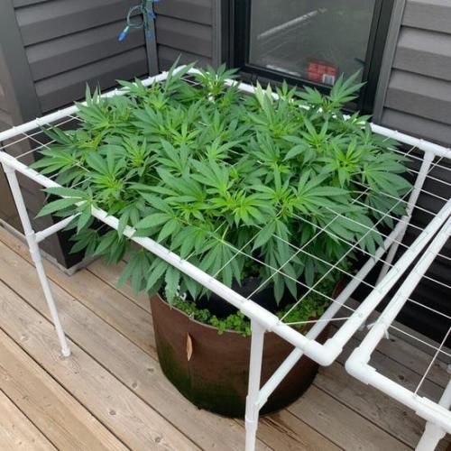 How Much Maryjane Can You Really Grow With Four Plants