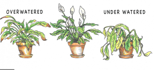 How to tell if a cannabis plant needs watering