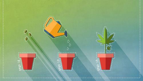 How to grow marijuana indoors: a beginner’s guide