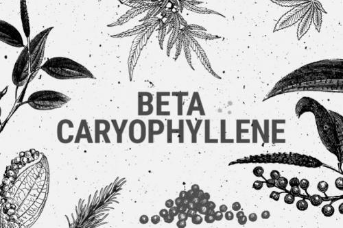 Caryophyllene cannabis strains for pain & inflammation relief