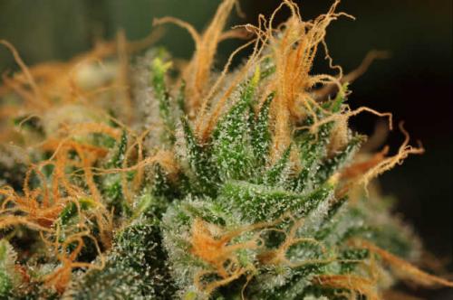 How Are PGRs Used in Cannabis Cultivation?