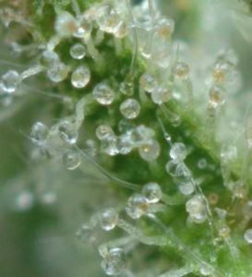 Inside Nature’s Cannabinoid and Terpene Factories