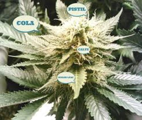 Cannabis 101: Plant Anatomy