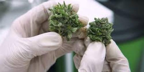 US and Canadian Scientists Call for All Cannabis Research Restrictions to Be Lifted – LPC