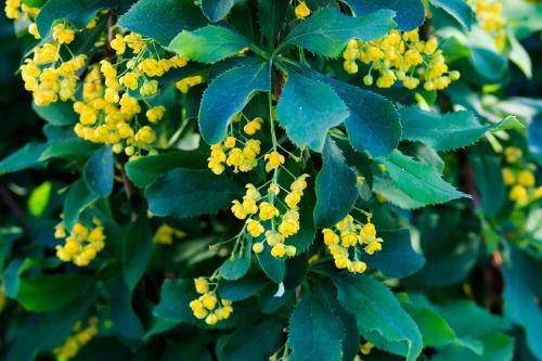 YELLOW MEDICINE: THE BERBERINE ALKALOID PLANTS