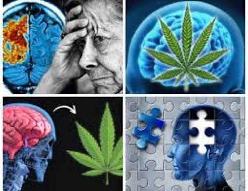 Alzheimer’s Disease and Cannabis ~ Grow Legally