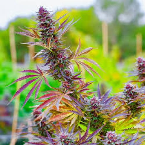 Why Choose Sun-grown Cannabis, and What Makes Outdoor Cultivation Superior?