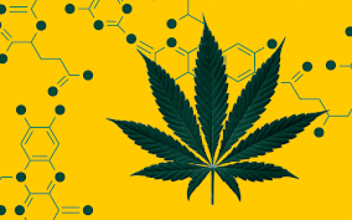 TWO NEW CANNABINOIDS DISCOVERED BY SCIENTISTS