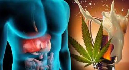 Largest Study Of Its Kind Finds Cannabis Helps Prevent Alcohol-Related Liver Damage