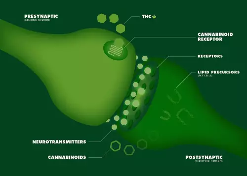 How (and Why) Your Brain Makes Its Own Cannabinoids