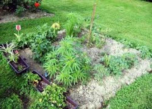 Your Guide To Companion Planting For Cannabis Plants