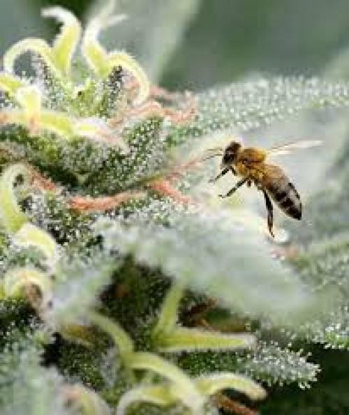 Not Quite So Sweet: Hemp & the Honeybee