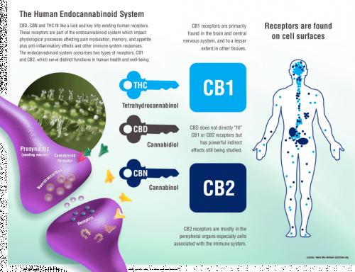 Endocannabinoid System in Focus by Fabio Lungo