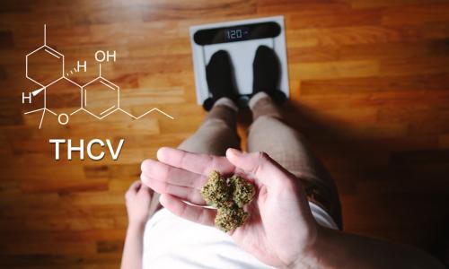 THCV: A Complete Guide to Tetrahydrocannabivarin