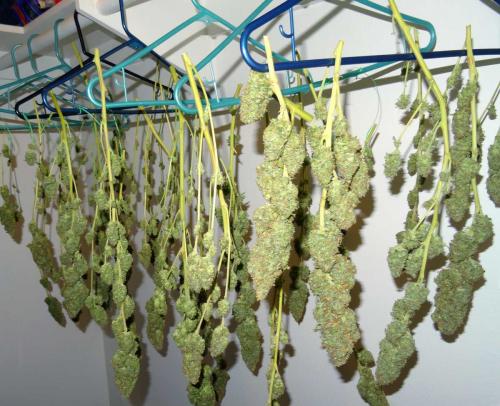 How to Dry Marijuana Flowers