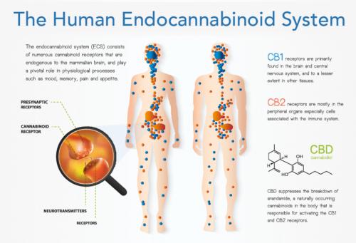 THE ENDOCANNABINOID SYSTEM