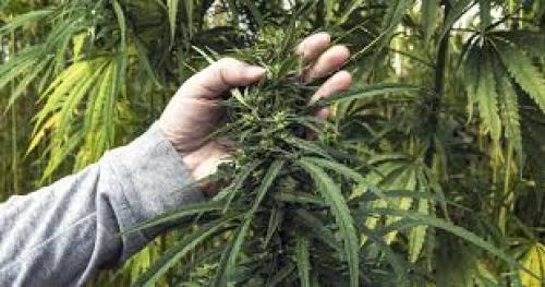 How to trim you’re cannabis plants