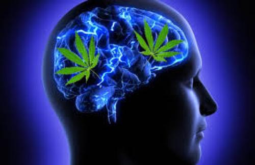 Sorry Mom, According to Harvard, Smoking Weed Improves Brain Function