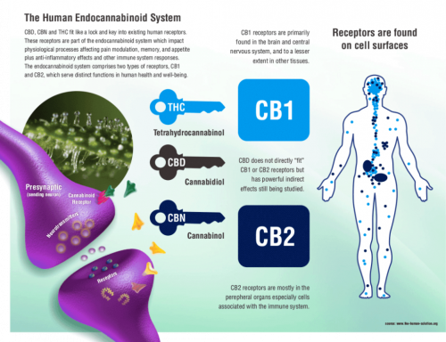 A Brief History of the Endocannabinoid System.