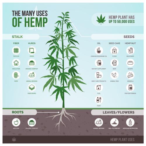 Hemp Cleans Up Radioactive Soil and So Much More