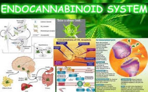 Endocannabinoid system as a regulator of tumor cell malignancy – biological pathways and clinical significance
