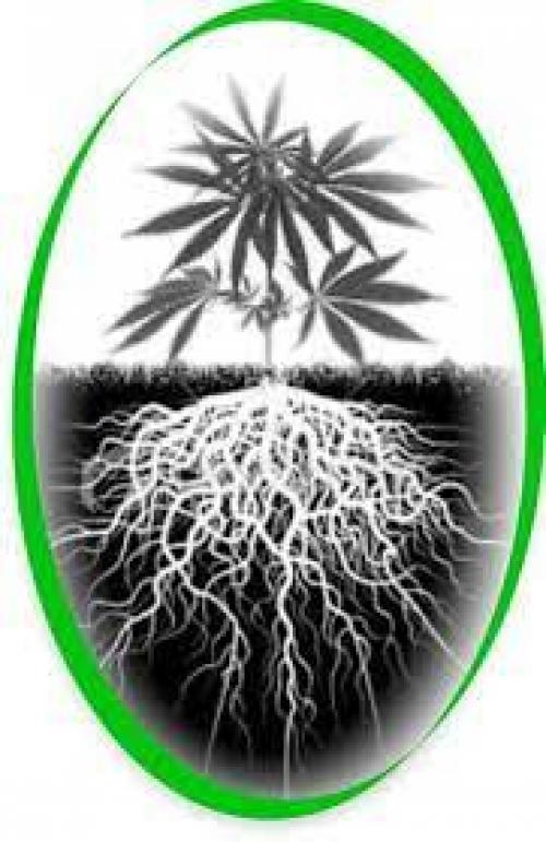 10 Things You Never Knew About Cannabis Roots