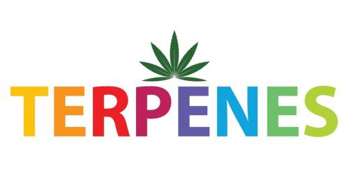 What do terpenes do?