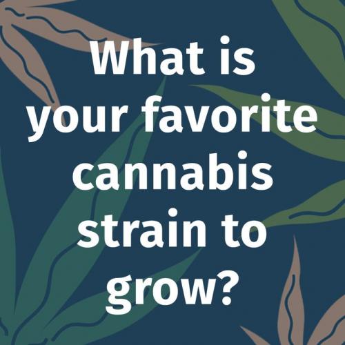 What Cannabis Strains Should You Be Growing In Your Climate?