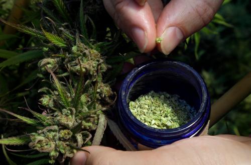 Studies show marijuana could help treat drug addiction, mental health