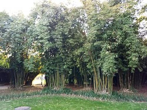 Bamboo Silica.