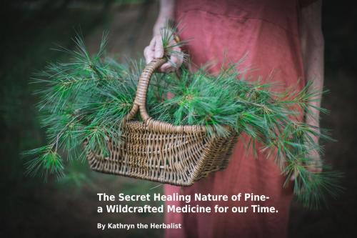 The Secret Healing Nature of Pine- a Wildcrafted Medicine for our Time